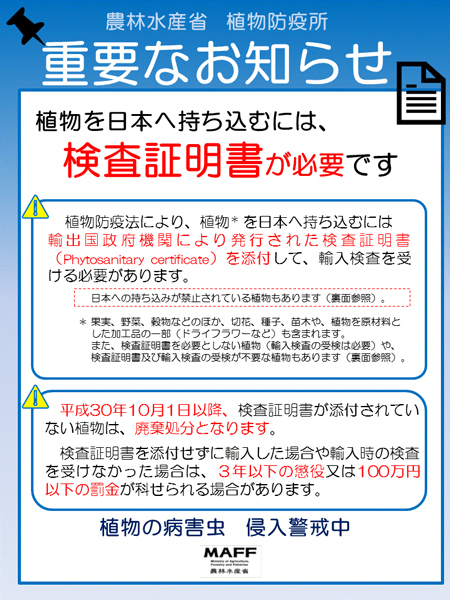 ください 7/30入荷 ユッカ ロストラータ 種 植物検疫証明書あり 1000粒