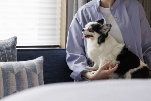 フェアフィールド・バイ・マリオット 道の駅 プロジェクト、Dog Friendly Room